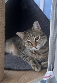 Tiny Hermione - Photo 2