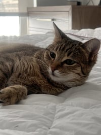 Tiny Hermione - Photo 3