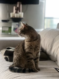 Tiny Hermione - Photo 4