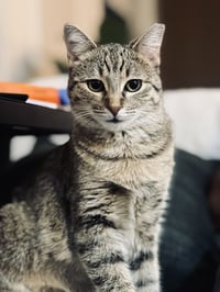 Tiny Hermione - Photo 1