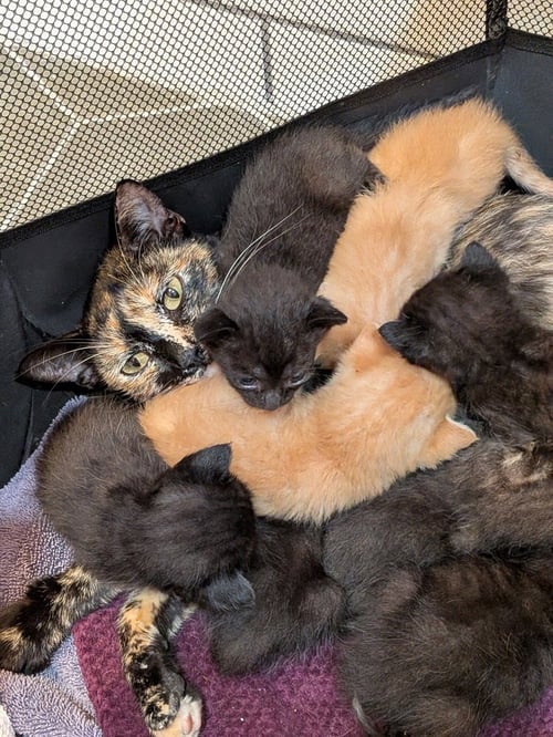 MARFA - Domestic Short Hair / Domestic Short Hair available for adoption