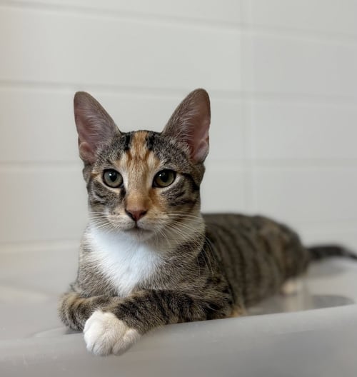 PEPPER V - Domestic Short Hair / Domestic Short Hair available for adoption
