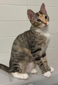 Pepper V - Photo 2