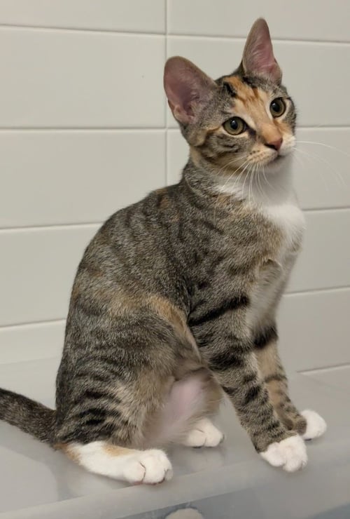 PEPPER V - Domestic Short Hair / Domestic Short Hair available for adoption
