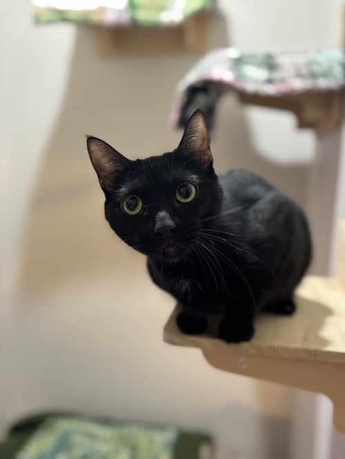 LOLA SPARKS - Domestic Short Hair / Domestic Short Hair available for adoption
