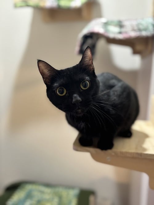 LOLA SPARKS - Domestic Short Hair / Domestic Short Hair available for adoption