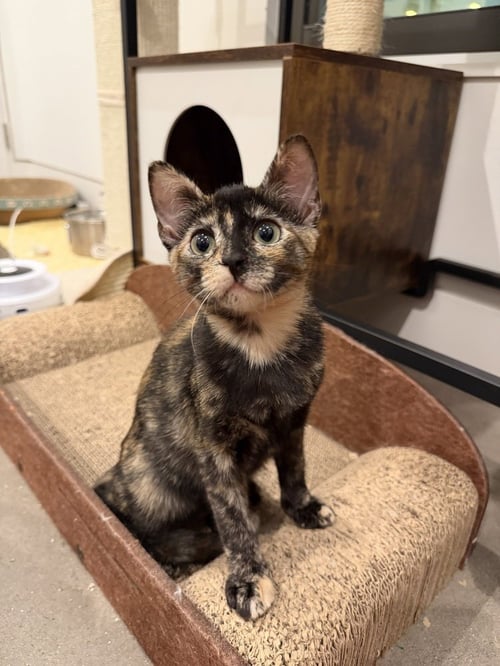 CATALIE PORTMAN CS 4 - Domestic Short Hair / Domestic Short Hair available for adoption