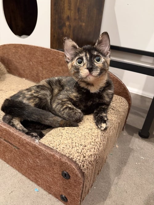 CATALIE PORTMAN CS 4 - Domestic Short Hair / Domestic Short Hair available for adoption