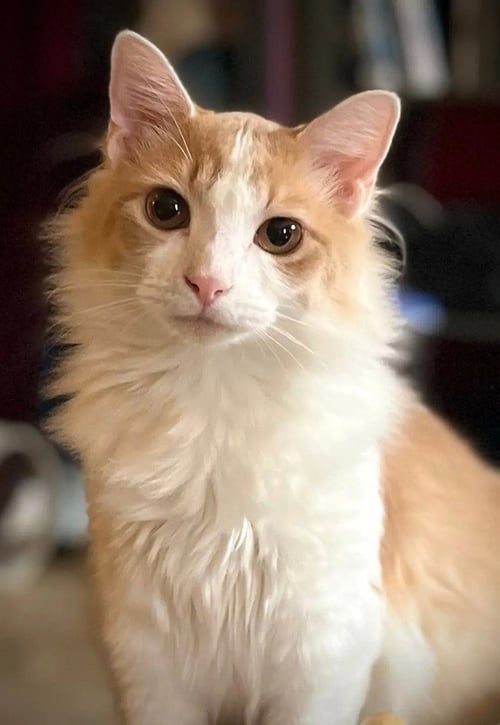 MARTY MCFLY (LG) - Domestic Medium Hair / Domestic Medium Hair available for adoption