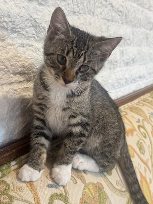 ALEX MARTIN - Domestic Short Hair / Domestic Short Hair available for adoption