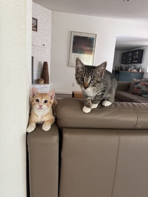 ALEX MARTIN - Domestic Short Hair / Domestic Short Hair available for adoption