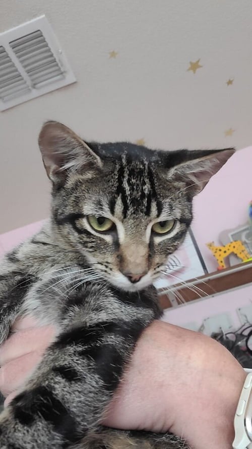 SIMON TOAST - Domestic Short Hair / Domestic Short Hair available for adoption