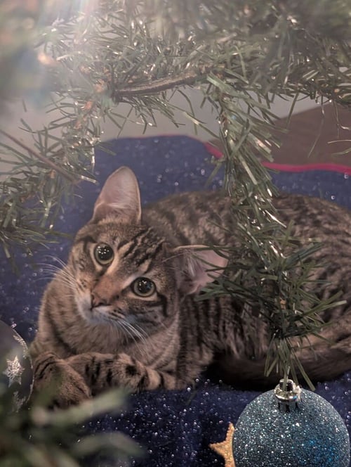 SIMON TOAST - Domestic Short Hair / Domestic Short Hair available for adoption