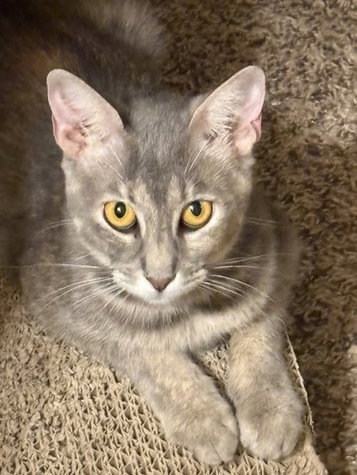 QUEEN ESTHER - Domestic Short Hair / Domestic Short Hair available for adoption