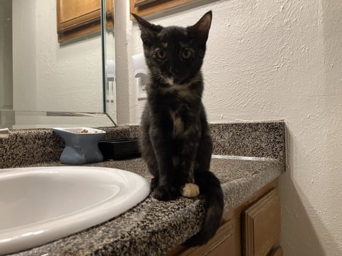 ROWDY PENNY - Domestic Short Hair / Domestic Short Hair available for adoption