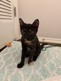 Rowdy Penny - Photo 3