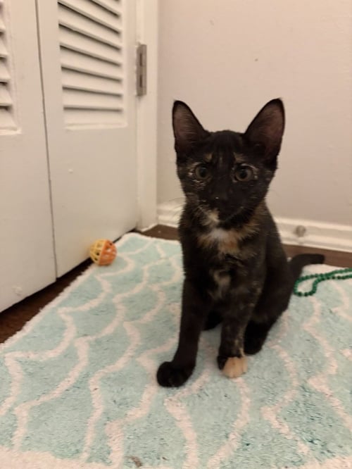 ROWDY PENNY - Domestic Short Hair / Domestic Short Hair available for adoption