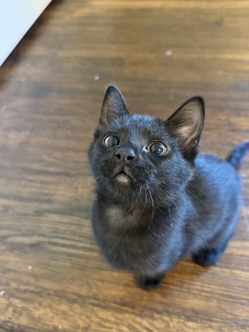 SPICY TUNA ROLL - Domestic Short Hair / Domestic Short Hair available for adoption