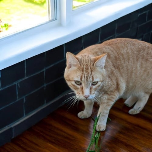 LAMBO - Domestic Short Hair / Domestic Short Hair available for adoption