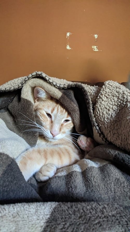 LAMBO - Domestic Short Hair / Domestic Short Hair available for adoption