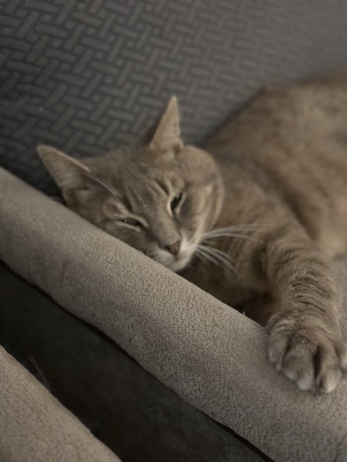 MONSIEUR LAPSNOTTRAPS - Domestic Short Hair / Domestic Short Hair available for adoption