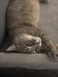 Monsieur LapsNotTraps - Photo 2