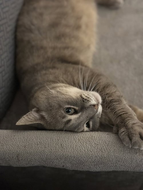 MONSIEUR LAPSNOTTRAPS - Domestic Short Hair / Domestic Short Hair available for adoption