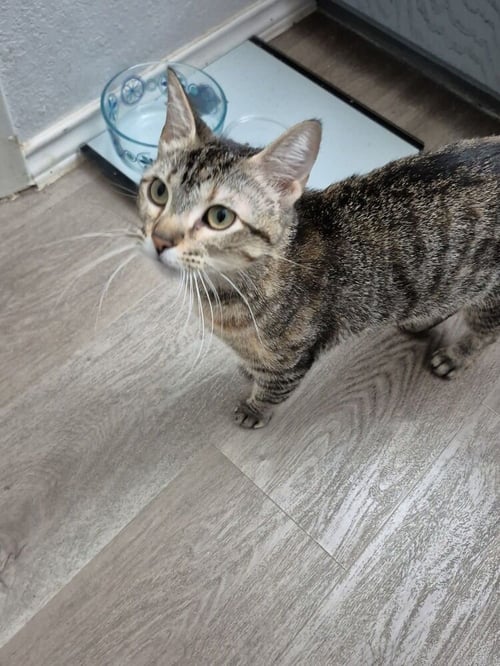 ROSIE RIVETER - Domestic Short Hair / Domestic Short Hair available for adoption
