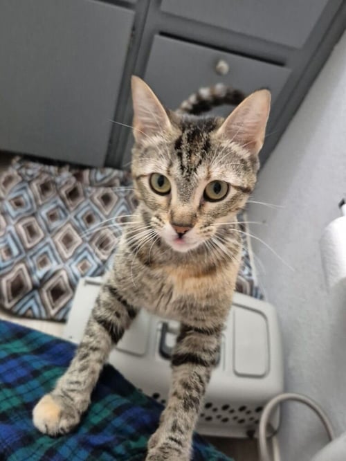 ROSIE RIVETER - Domestic Short Hair / Domestic Short Hair available for adoption