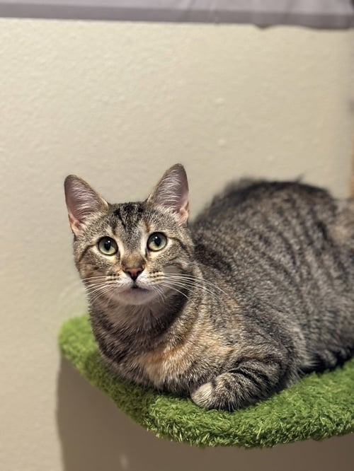 ROSIE RIVETER - Domestic Short Hair / Domestic Short Hair available for adoption