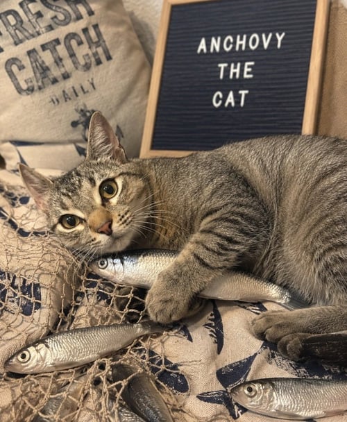 ANCHOVY - Domestic Short Hair / Domestic Short Hair available for adoption