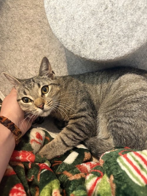 ANCHOVY - Domestic Short Hair / Domestic Short Hair available for adoption