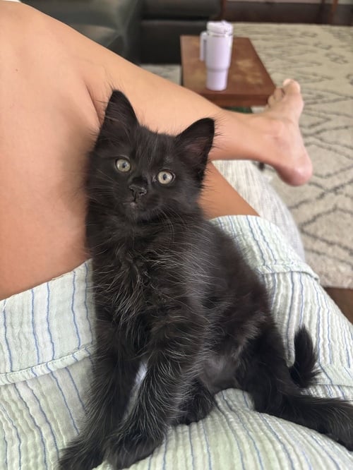 PLUTO - Domestic Long Hair / Domestic Medium Hair available for adoption