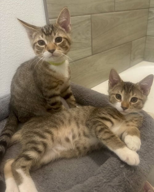 ZABIVAKA - Domestic Short Hair / Domestic Short Hair available for adoption