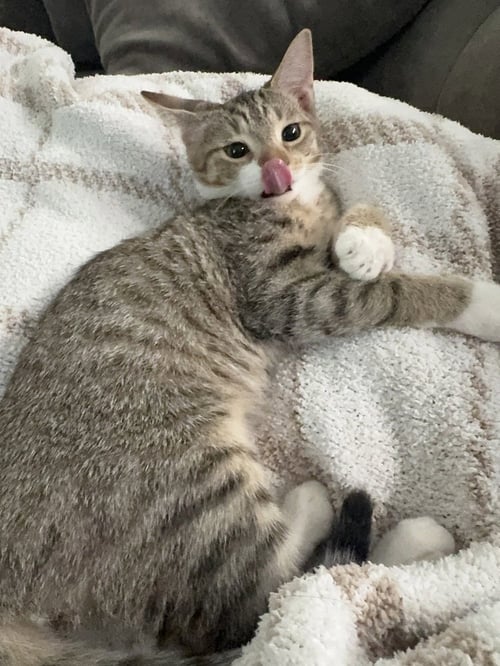 ZABIVAKA - Domestic Short Hair / Domestic Short Hair available for adoption