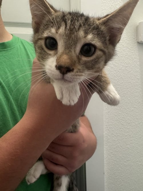 ZABIVAKA - Domestic Short Hair / Domestic Short Hair available for adoption