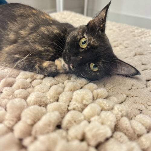 ARIANA MADIX - Domestic Short Hair / Domestic Short Hair available for adoption