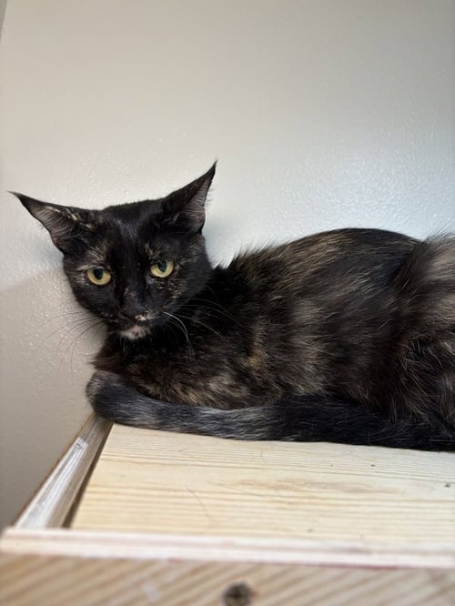 ARIANA MADIX - Domestic Short Hair / Domestic Short Hair available for adoption