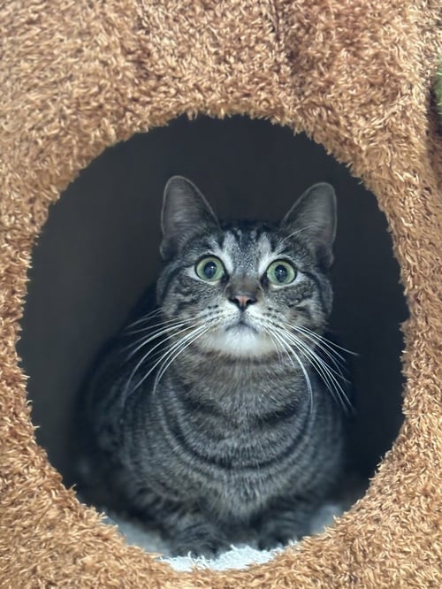 PATRICIA - Domestic Short Hair / Domestic Short Hair available for adoption