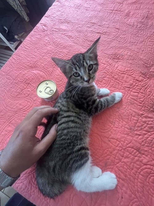 BIRKENSTOCK - Domestic Short Hair / Domestic Short Hair available for adoption