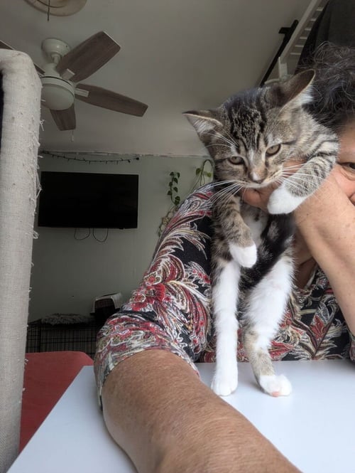 BIRKENSTOCK - Domestic Short Hair / Domestic Short Hair available for adoption