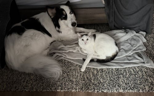 EMBERLY - Domestic Short Hair / Domestic Short Hair available for adoption