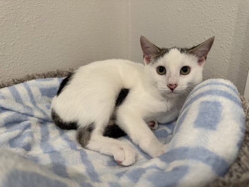 EMBERLY - Domestic Short Hair / Domestic Short Hair available for adoption