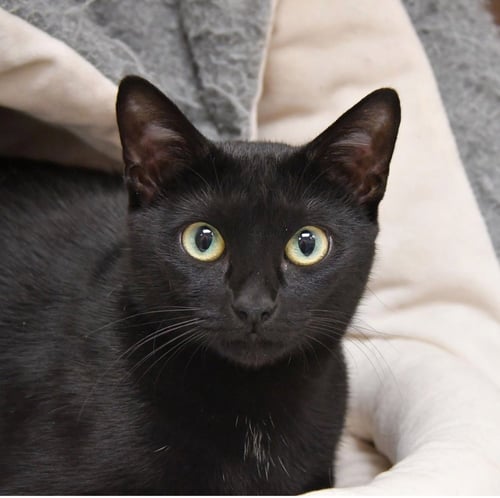 BRAEBURN - Domestic Short Hair / Domestic Short Hair available for adoption