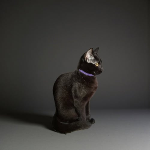 BRAEBURN - Domestic Short Hair / Domestic Short Hair available for adoption