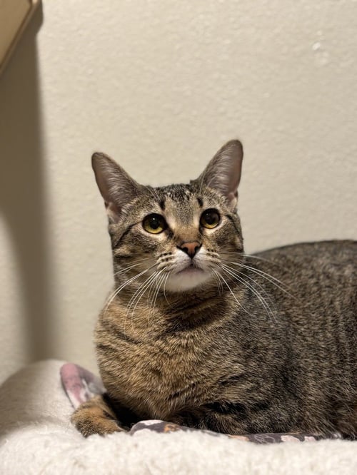 FIDDLESTICK - Domestic Short Hair / Domestic Short Hair available for adoption