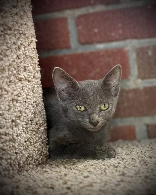 DASHA - Russian Blue / Domestic Short Hair available for adoption