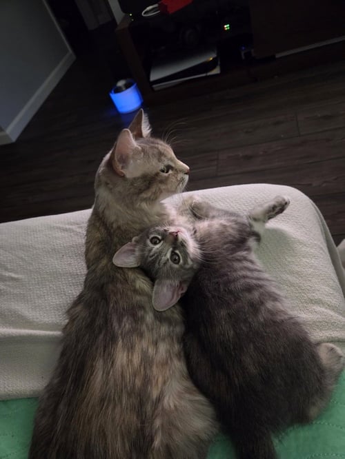 FERRIS WHEEL FIZZ - Domestic Medium Hair / Domestic Short Hair available for adoption