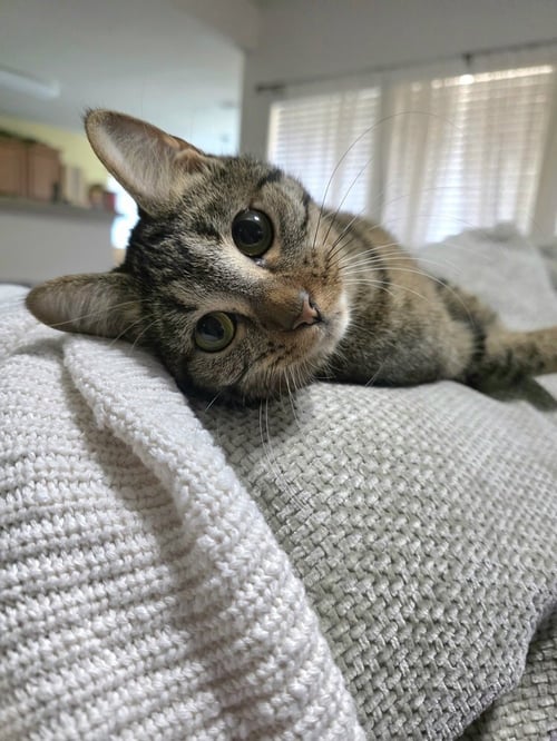 JUNO - Domestic Short Hair / Domestic Short Hair available for adoption
