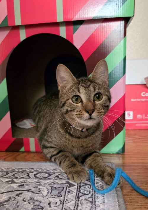JUNO - Domestic Short Hair / Domestic Short Hair available for adoption